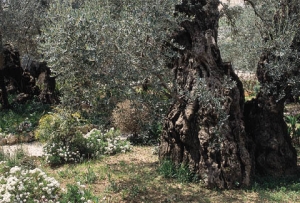 El discurso del monte de los olivos