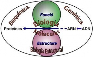 El microcosmos de la Cruz